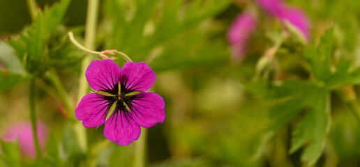 Fototapeta premium Close-up of geranium psilostemon, Meise, Belgium