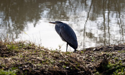 great blue heron