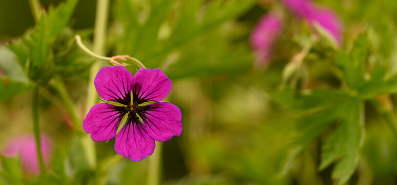 Close-up of geranium psilostemon, Meise, Belgium