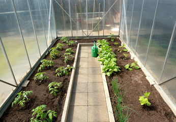 Seedlings of tomato in the greenhouse, onion, radish, leek, cucumbers and peppers. The concept of...