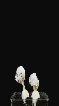Time lapse of growing garlic cloves with ALPHA transparency channel isolated on black background, vertical orientation