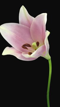 Time lapse of opening pink Longiflorum lily with ALPHA transparency channel isolated on black background, vertical orientation