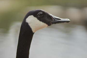  a standing goose with black and white colors