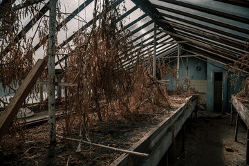 Fototapeta na wymiar Old abandoned greenhouses. Dead plants. Interior of an abandoned building. Sunny day. Wooden greenhouses.