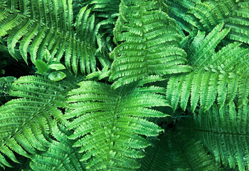 Natural green fern leaves background. Bright foliage making an ideal backdrop for organic products presentation. Environment conservation concept
