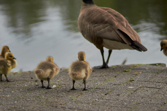 several baby geese in front of a lake