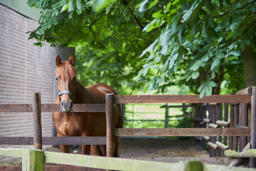 a horse standing in its enclosure