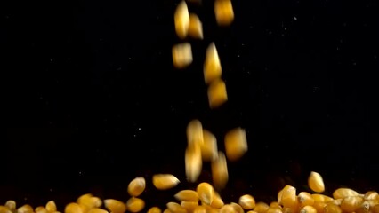 Falling popcorn mais grains on a black background. Slow motion.