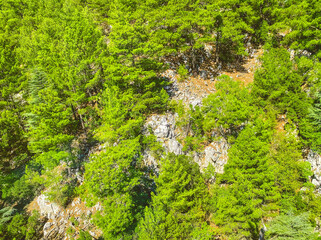 mountains in a hot tropical country. green wild plants are located on the mountain. trees and...