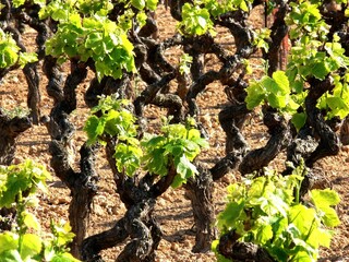 Vignoble du Languedoc au printemps