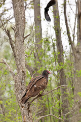 A Predatory Turkey Vulture Rests on a Branch while an an Angry Red-winged Blackbird Circles