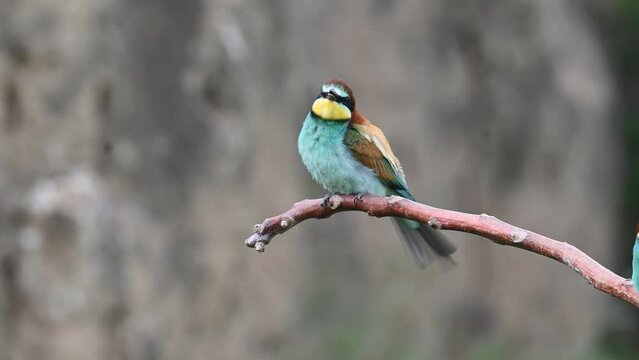 Beautiful nature scene with European bee-eater Merops apiaster. Merops apiaster in the nature habitat.