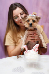 Yorkshire terrier celebrating her birthday