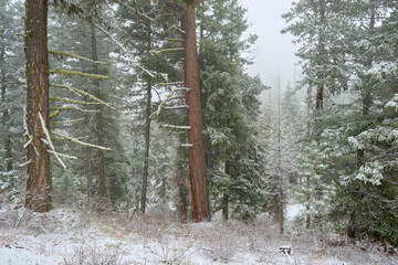 Misty mountain forest covered by snow in eastern Oregon.