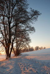 Drzewa w zimowej scenerii