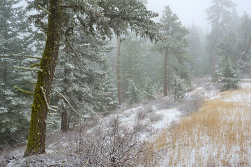 Misty mountain forest covered by snow in eastern Oregon.