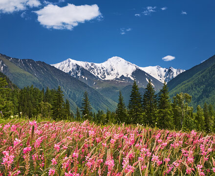 Blooming field and snowy mountains