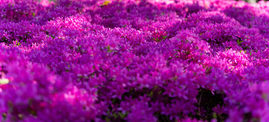 purple flower field