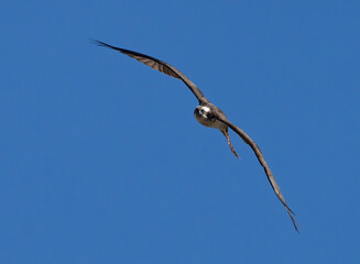 (Pandion haliaetus) osprey