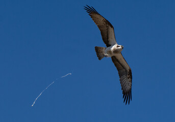 (Pandion haliaetus) osprey.