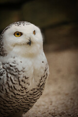 Schnee- Eule mit Beute, Bubo scandiacus, Bubo scandiaca, Nyctea scandiaca, Schneeeule