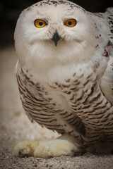 Schnee- Eule mit Beute, Bubo scandiacus, Bubo scandiaca, Nyctea scandiaca, Schneeeule