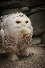 Schnee- Eule mit Beute, Bubo scandiacus, Bubo scandiaca, Nyctea scandiaca, Schneeeule