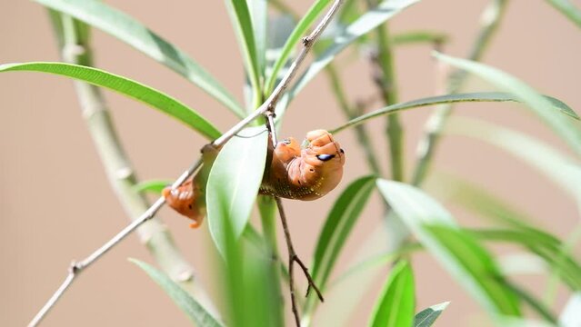 Caterpillar of the Daphnis nerii on a leaf