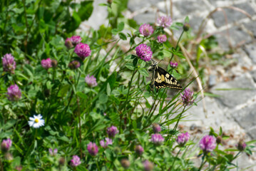 Old World Swallowtail or common yellow swallowtail (Papilio machaon) sitting on pink flower in Zurich, Switzerland