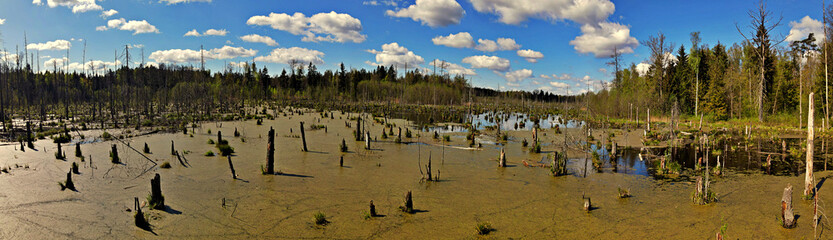 Panorama.Spring landscape of the swamp in the forest.View of the green forest lake.Trees growing in...