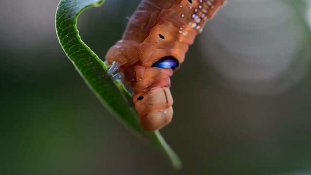 Caterpillar of the Daphnis nerii on a leaf