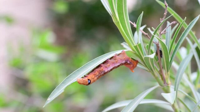 Caterpillar of the Daphnis nerii on a leaf