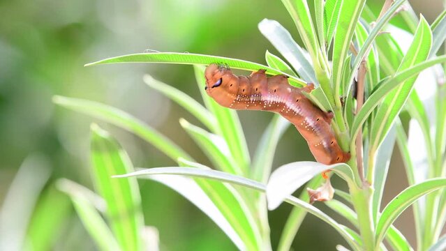 Caterpillar of the Daphnis nerii on a leaf