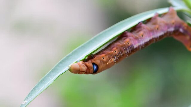 Caterpillar of the Daphnis nerii on a leaf