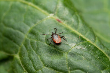 dangerous bloodsucker tick on leaf in the grass waiting for victim