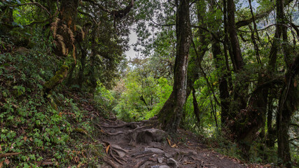 Stone footpath in fantastic green tropical jungle. Rainforest in Nepal, Himalaya