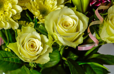 yellow roses, two flowers, close-up on a background of other plants