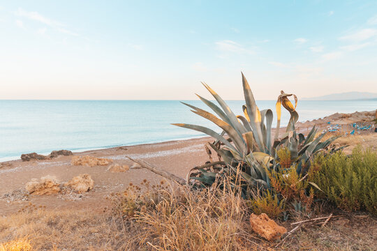 Poranek na plazy z kaktusem w Kalo Nero