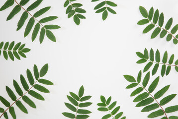 green leaf branches on white background. flat lay, top view. copy space