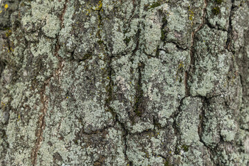 Texture of tree bark with green moss. Close up backdrop.