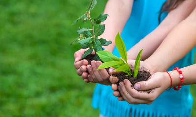 The child holds the plant and soil in his hands. Selective focus.