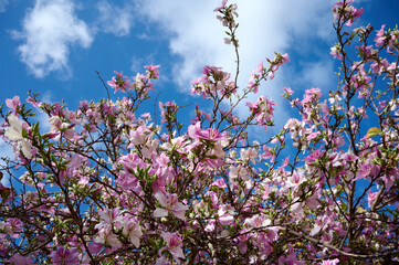 Branches of a flowering and fragrant tree Bauhinia variegata. Israel. Spring.