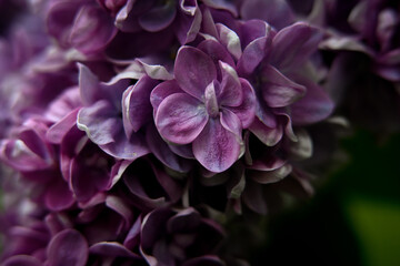 Macro photography of plants in sunny spring day.