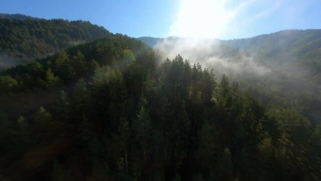 FPV sports drone shot foggy rainforest mountain valley hilly terrain covered by dense trees at sun light beam. Aerial view flight over organic environment mist atmosphere cloud woodland cliff scenery