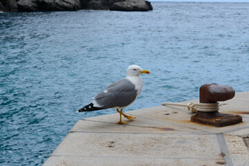 Adult yellow-legged gull with open beak standing on harbour wall next to rusty marine bollard, also known as mooring bollard with rope tied around. Blue water in background