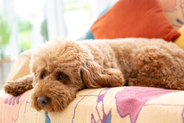 Shallow focus of the eyes on a miniature poodle dog seen relaxing on a conservatory sofa. Waiting for her owner to come home.