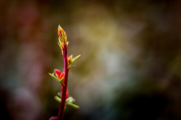 Macro photography of plants in sunny spring day.