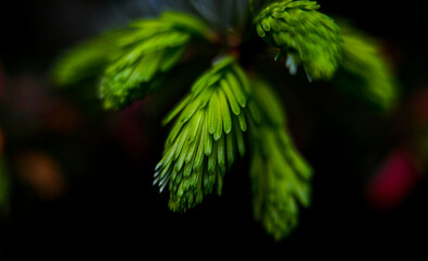 Macro photography of plants in sunny spring day.