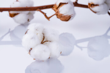 Delicate white fluffy cotton flower on light gray background with reflection, macro shoot. Cotton boll.