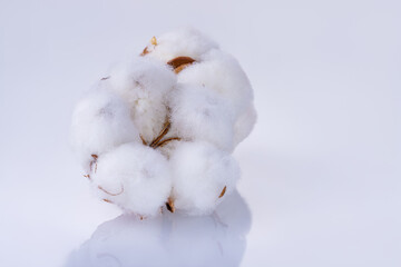 cosmetic, delicate, boll, floral, ball, environment, cultivated, soft, nature, agriculture, blossom, bud, care, cellulose plant, clothes, clothing, cotton bolls, cotton branch, cotton flower, cotton p